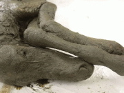 Sânge lichid găsit în rămășițele unui mânz mumificat, vechi de 42.000 de ani. Care este scopul cercetătorilor mânz mumificat