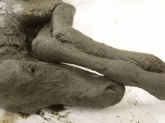 Sânge lichid găsit în rămășițele unui mânz mumificat, vechi de 42.000 de ani. Care este scopul cercetătorilor mânz mumificat