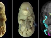 Oamenii de știință au creat un embrion de șoarece cu șase picioare. Iată care este motivul acestei realizări bizare șoarece cu șase picioare