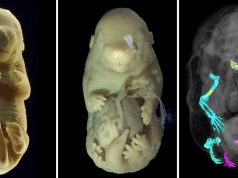 Oamenii de știință au creat un embrion de șoarece cu șase picioare. Iată care este motivul acestei realizări bizare șoarece cu șase picioare