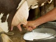 O vacă modificată genetic produce insulină umană în lapte, în premieră mondială vacă modificată genetic