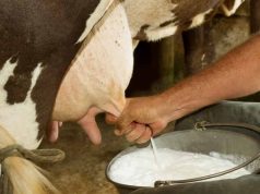 O vacă modificată genetic produce insulină umană în lapte, în premieră mondială vacă modificată genetic