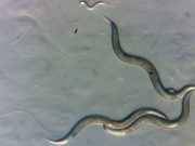 Acești viermi minusculi de la Cernobîl sunt complet neafectați de radiații, arată un nou studiu viermi minusculi de la Cernobîl