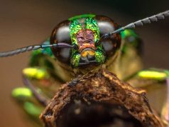 Mult mai multe animale decât se credea (inclusiv insecte) ar putea avea conștiință, susțin oamenii de știință animalele ar putea avea conștiință