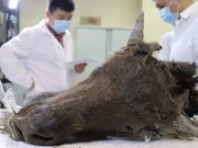 Un bizon antic găsit în permafrost este atât de bine conservat încât oamenii de știință vor să îl cloneze bizon antic