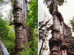 „Străbunicul”, un chiparos de 5.400 de ani, ar putea fi cel mai vechi copac din lume cel mai vechi copac din lume