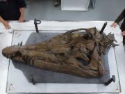 Un craniu gigantic de monstru marin extrem de rar doboară un record mondial craniu gigantic de monstru marin