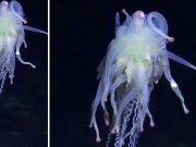 Un lanț muntos subacvatic din largul Insulei Paștelui găzduiește creaturi necunoscute științei, dezvăluie o expediție Cercetătorii au fost fascinaţi de faptul că largul Insulei Paștelui găzduiește creaturi necunoscute până acum