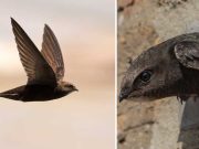 Cât timp poate zbura o pasăre fără să aterizeze? Pasărea care zboară 10 luni fără oprire: drepneaua neagră drepneaua neagră