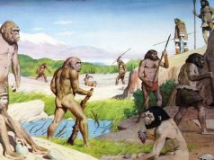 Avea Homo Erectus un limbaj, construia bărci și traversa oceanele? Ce dezvăluie noile studii Homo Erectus
