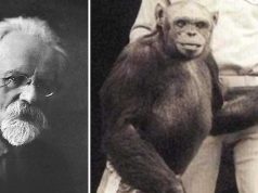 Omul de știință care a încercat să creeze un hibrid om-cimpanzeu (în cel mai rău mod posibil) hibrid om-cimpanzeu