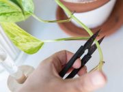 „Dacă rănești o plantă, aceasta țipă”. Plantele chiar „țipă”, însă pur și simplu nu le-am auzit niciodată până acum rănești o plantă ce se intampla