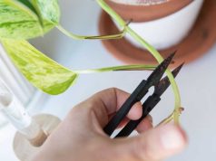 „Dacă rănești o plantă, aceasta țipă”. Plantele chiar „țipă”, însă pur și simplu nu le-am auzit niciodată până acum rănești o plantă ce se intampla