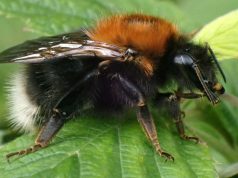 Matca poate supraviețui sub apă timp de o săptămână, arată un studiu fascinant Matca poate supraviețui sub apă