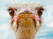 Cea mai mare pasăre de pe Pământ are și cei mai mari ochi dintre toate animalele terestre Cea mai mare pasăre