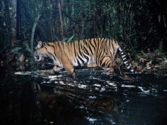 Tigrul javaian, o specie considerată dispărută, ar mai exista încă în sălbăticie tigrul javaian tigru de java