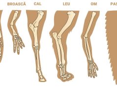 De ce cele mai multe mamifere au câte 5 degete mamifere 5 degete