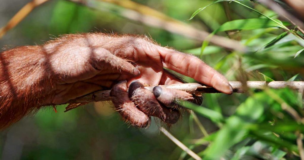 animal sălbatic observat tratând o rană