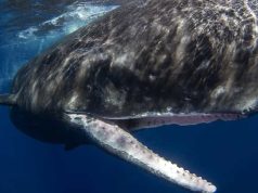 Ce specie are cel mai mare creier dintre toate animalele care au existat vreodată? cel mai mare creier