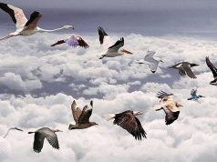 Cât de sus poate zbura o pasăre? Care este înălţimea maximă la care poate ajunge o pasăre Cât de sus poate zbura o pasăre