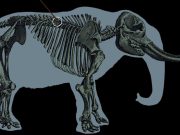 Oamenii din antichitate foloseau oase de mastodont pentru a vâna fiarele uriașe oase de mastodont