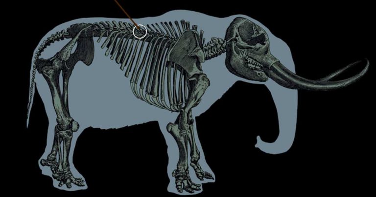 oase de mastodont