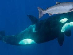 În 1987, orcile aveau o modă bizară de a purta un somon mort drept pălărie orcile aveau o modă