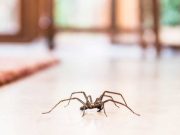 Este păianjenul de casă veninos? De ce nu trebuie să-l omori niciodată păianjenul de casă