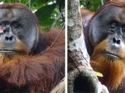 Primul animal sălbatic observat tratând o rană cu o plantă medicinală, într-un caz documentat în premieră animal sălbatic observat tratând o rană urangutan