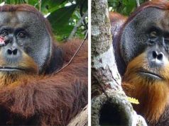 Primul animal sălbatic observat tratând o rană cu o plantă medicinală, într-un caz documentat în premieră animal sălbatic observat tratând o rană urangutan