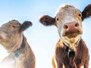 20 de curiozităţi despre vaci: de la animale sacre, la mari poluatori curiozităţi despre vaci