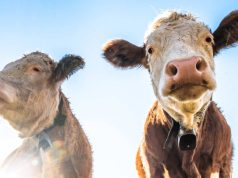 20 de curiozităţi despre vaci: de la animale sacre, la mari poluatori curiozităţi despre vaci