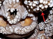 Omul din Altamura, găsit încastrat în peretele unei peșteri, a avut parte de un sfârșit nefericit omul din altamura acoperit cu popcorn de peşteră