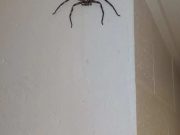 Un bărbat explică de ce a lăsat un păianjen de mărimea feței sale să locuiască în casa lui timp de 1 an un păianjen de mărimea feței huntsman