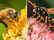 Test de cultură generală: Care este diferența dintre viespe și albină? diferența dintre viespe și albină