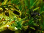 Cel mai mare animal terestru din Antarctica este mai mic decât un bob de mazăre Cel mai mare animal terestru din Antarctica