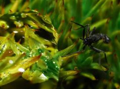 Cel mai mare animal terestru din Antarctica este mai mic decât un bob de mazăre Cel mai mare animal terestru din Antarctica