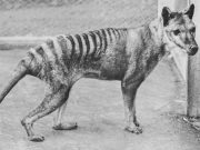 Câte specii de animale au dispărut de pe Pământ din cauza oamenilor? Câte specii de animale au dispărut