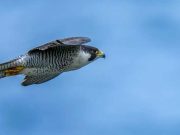 Care este cea mai rapidă pasăre din lume? Atinge viteze de peste 380 km/h: şoimul călător şoimul călător