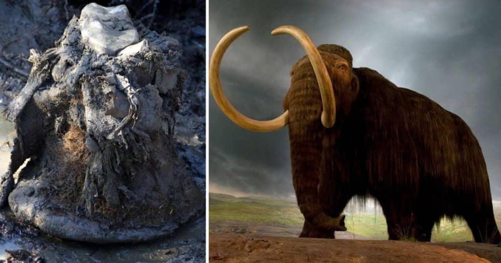 cromozomi de mamut