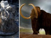 Cercetătorii au reconstruit cromozomi de mamut dintr-un fragment de piele păstrat în permafrost timp de 52.000 de ani cromozomi de mamut