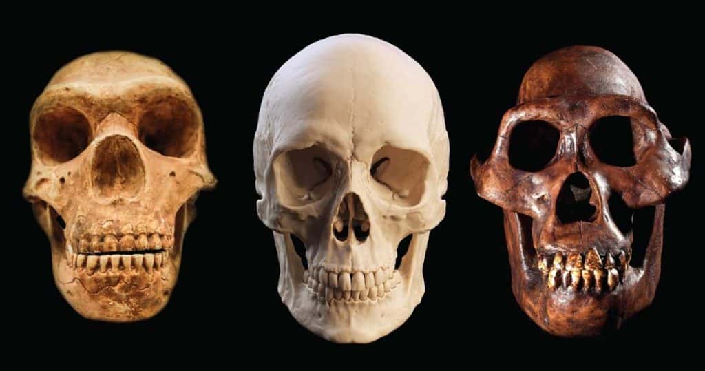 celelalte specii umane au dispărut De ce a supraviețuit Homo sapiens