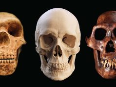 De ce a supraviețuit Homo sapiens iar celelalte specii umane au dispărut? celelalte specii umane au dispărut De ce a supraviețuit Homo sapiens