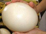 Test de cultură generală: Cât durează să fierbi oul de struț? Cât durează să fierbi oul de struț