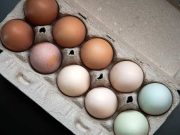 Test de cultură generală: de ce sunt ouăle de găină de diferite culori? de ce sunt ouăle de găină de diferite culori