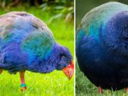 O pasăre preistorică considerată dispărută a reapărut în sălbăticie pasăre preistorică