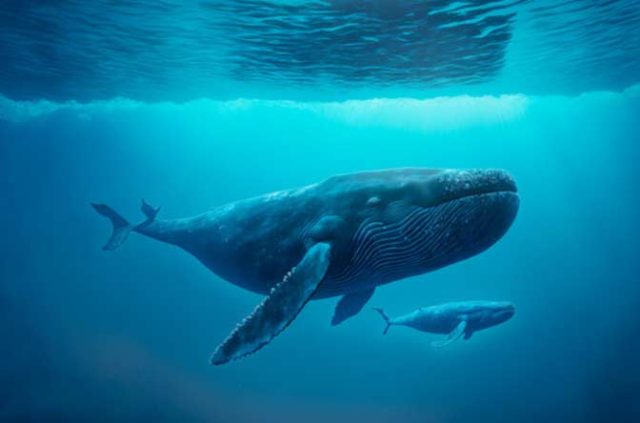 Test de cultură generală: Ce animal bea 600 de litri de lapte pe zi?