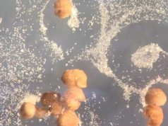 Roboții construiți din celule de broască au dezvoltat capacitatea de a se autoreplica Roboții construiți din celule de broască