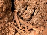 Cel mai complet schelet de Neanderthal găsit vreodată încă nu poate fi scos la suprafață Cel mai complet schelet de Neanderthal