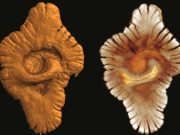 Viața complexă de pe Pământ ar putea fi cu 1,5 miliarde de ani mai veche decât am crezut Viața complexă de pe Pământ